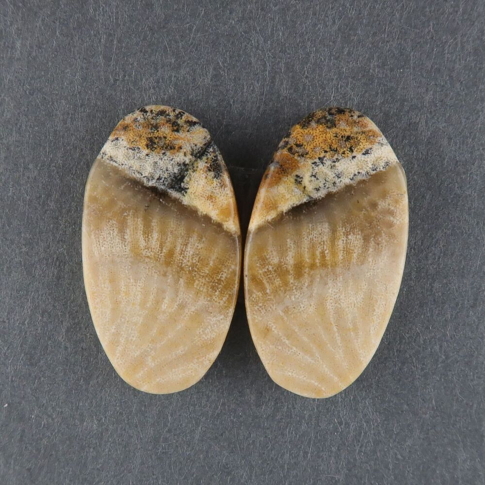 Fossil coral pair - 3688