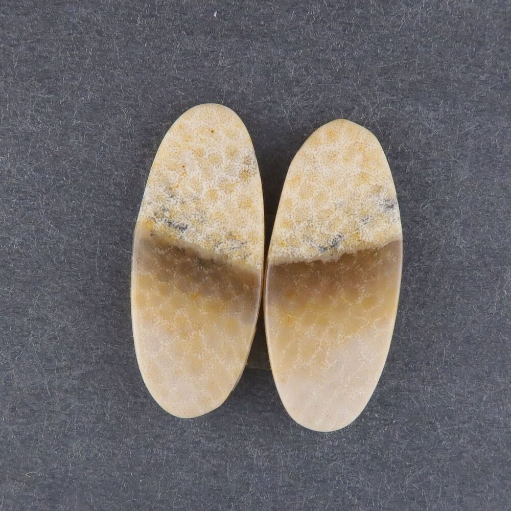 Fossil coral pair - 3660