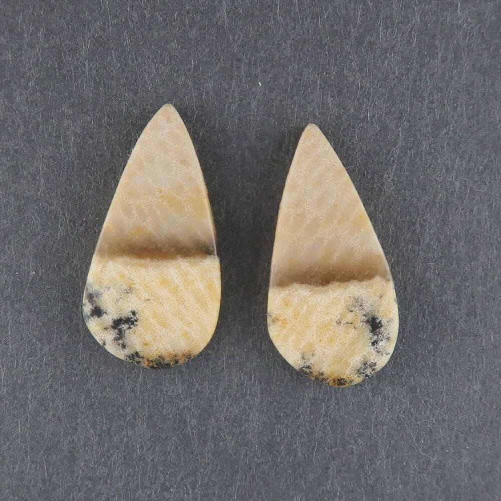 Fossil coral pair - 3661