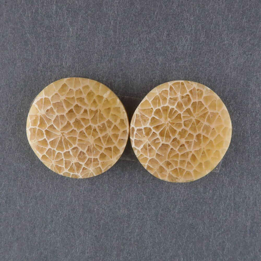 Fossil coral pair - 3610