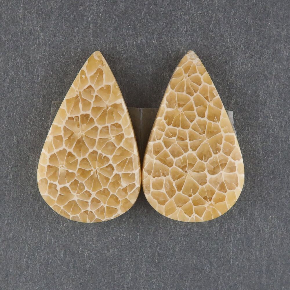 Fossil coral pair - 3611
