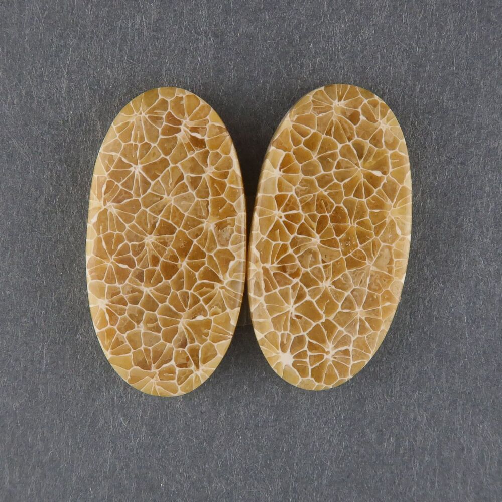 Fossil coral pair - 3613