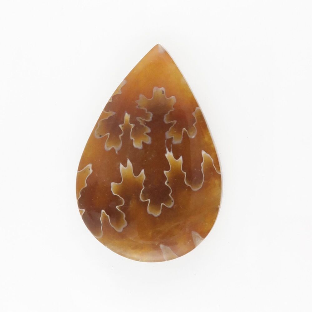 Ammonite cabochon with suture pattern - 3635