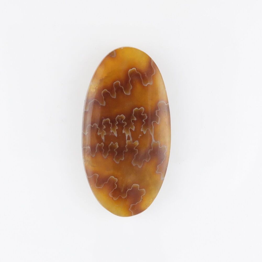 Ammonite cabochon with suture pattern - 3630