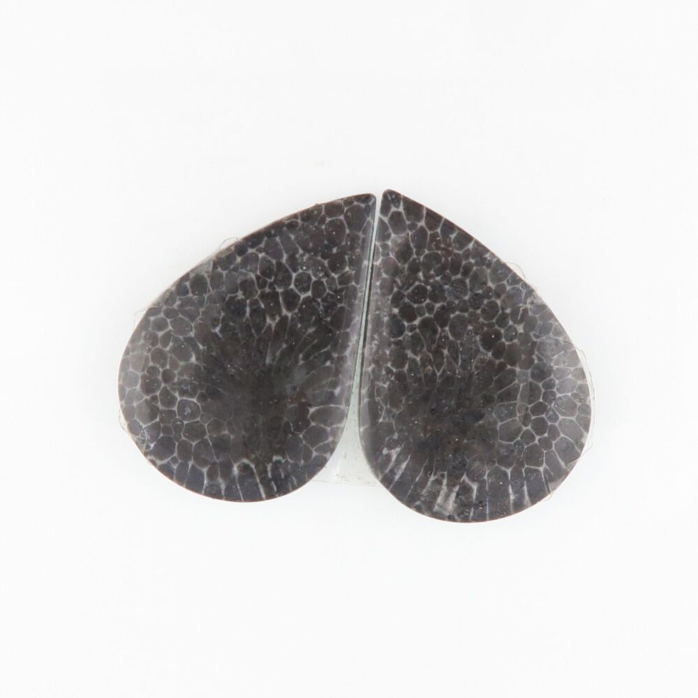 Fossil coral pair - 3692