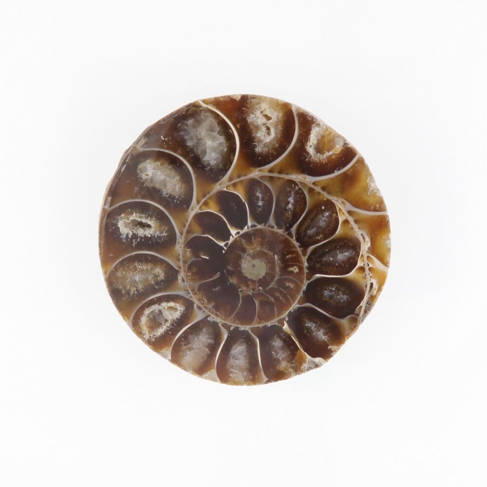 Ammonite cabochon with pockets of druzy - 3771
