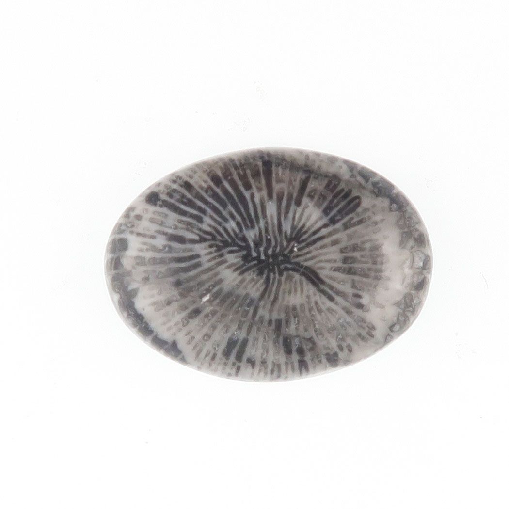 Fossil coral cabochon - 3887