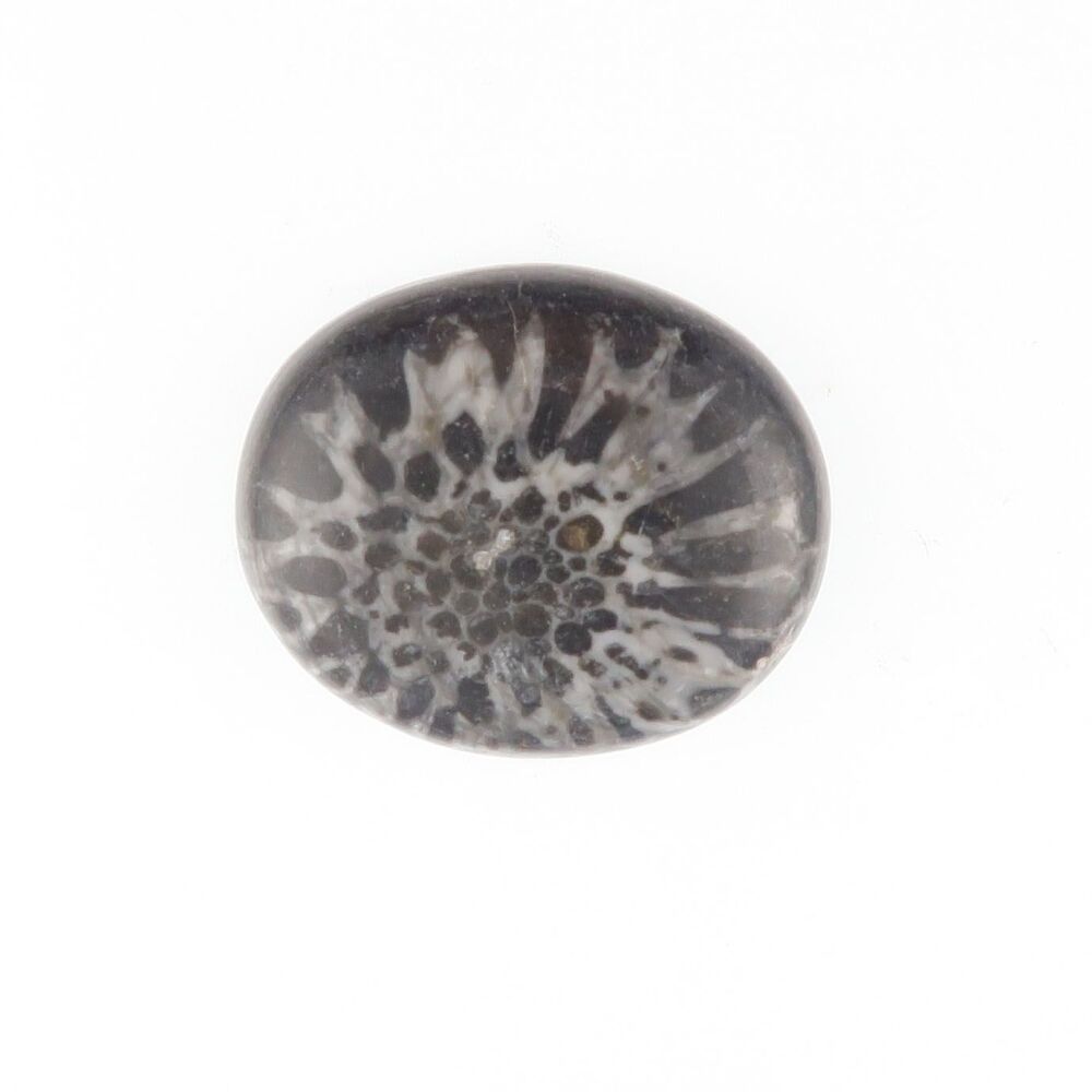 Fossil coral cabochon - 3884