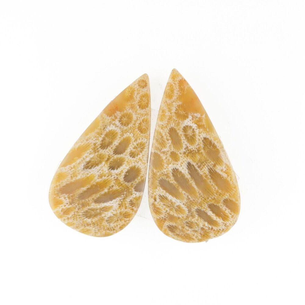 Fossil coral pair - 3888