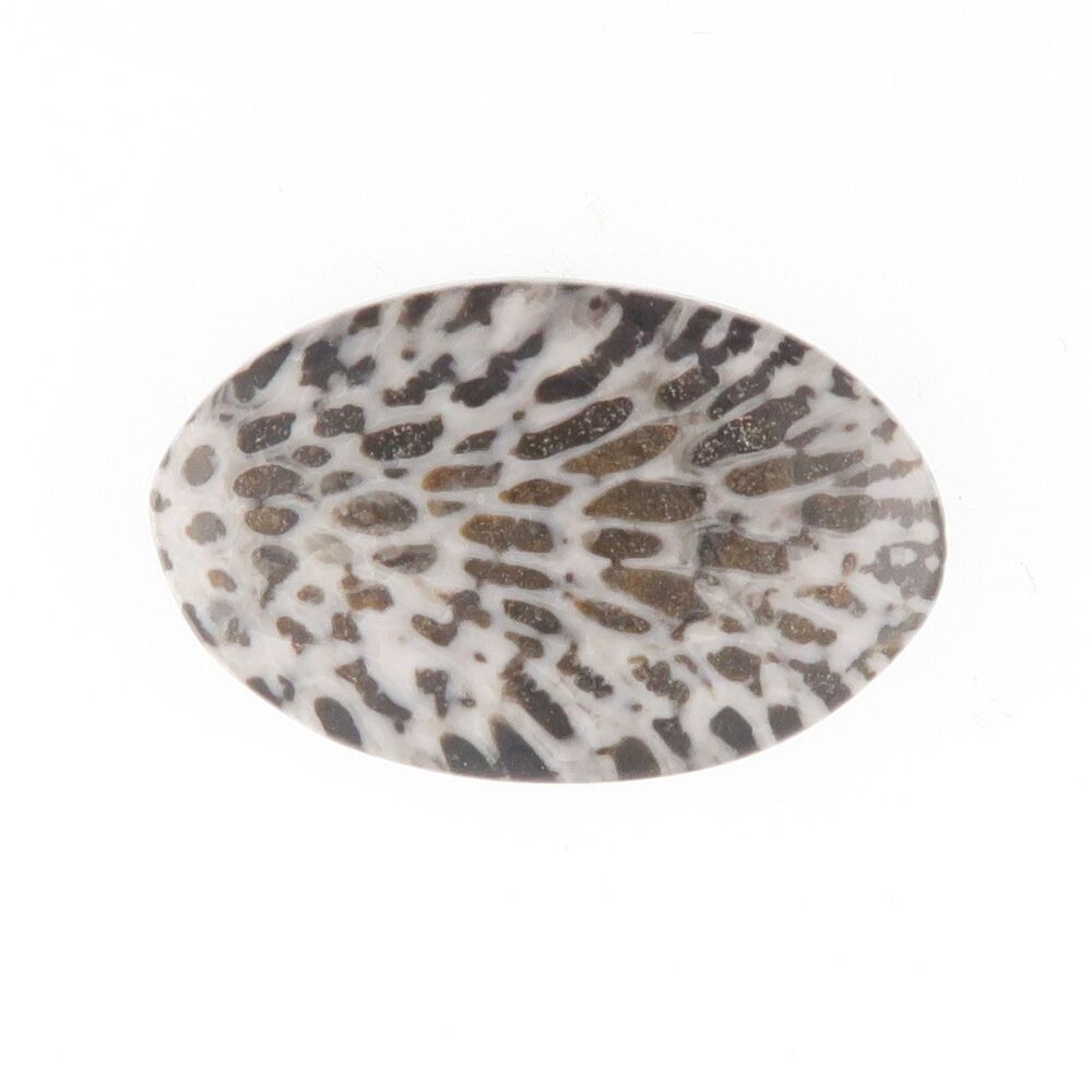 Fossil coral cabochon - 3943