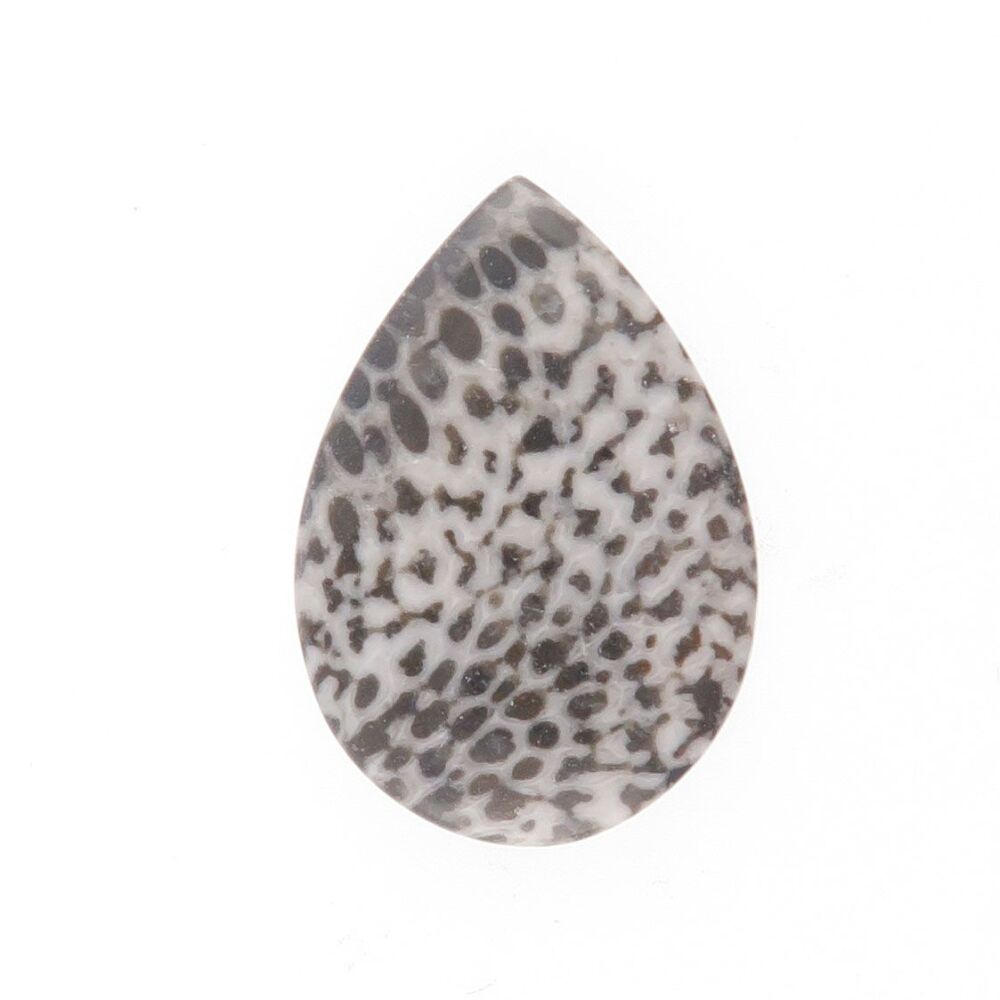 Fossil coral cabochon - 3942