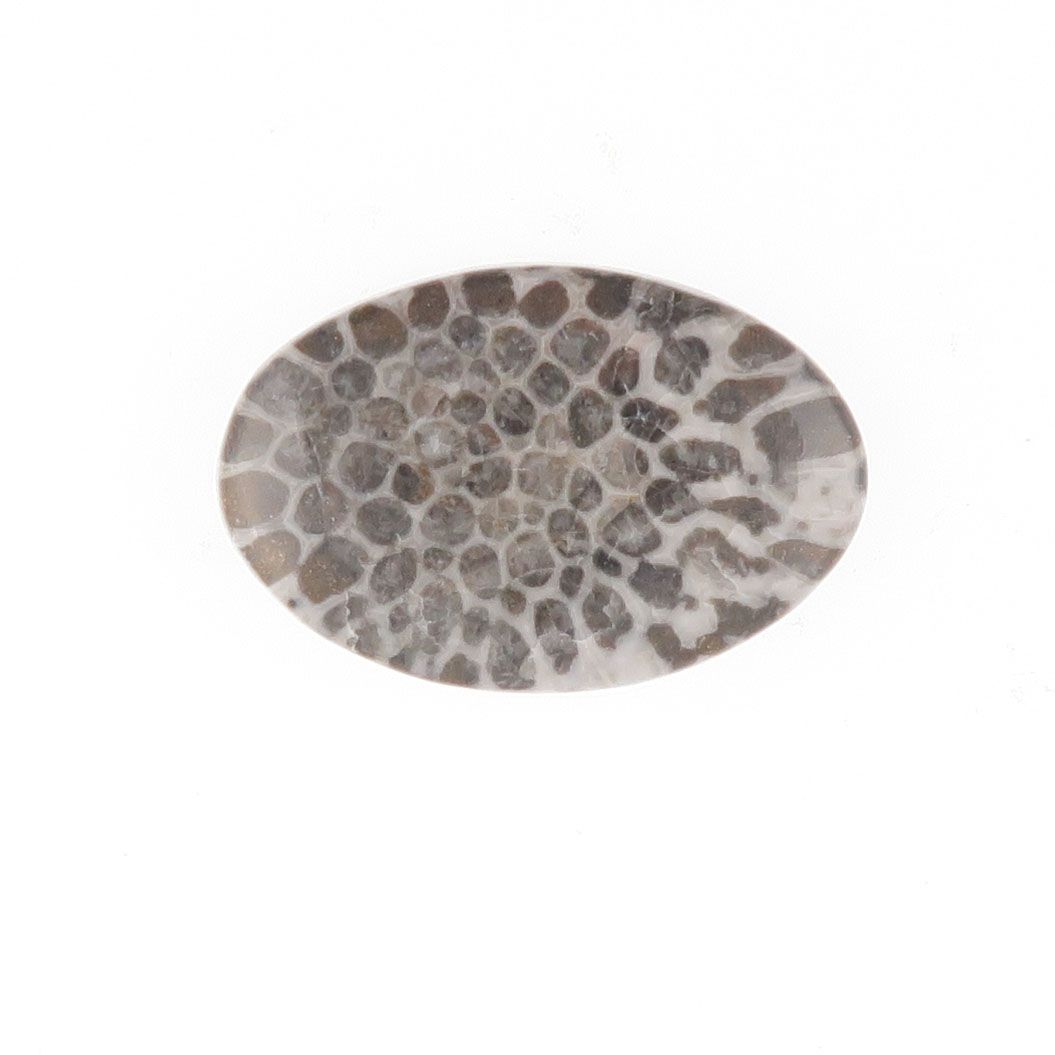 Fossil coral cabochon - 3941