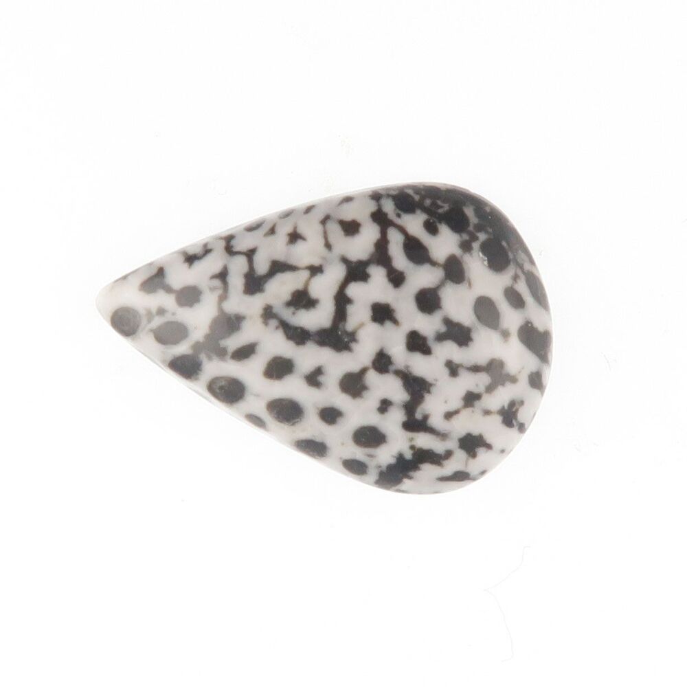Fossil coral cabochon - 3885