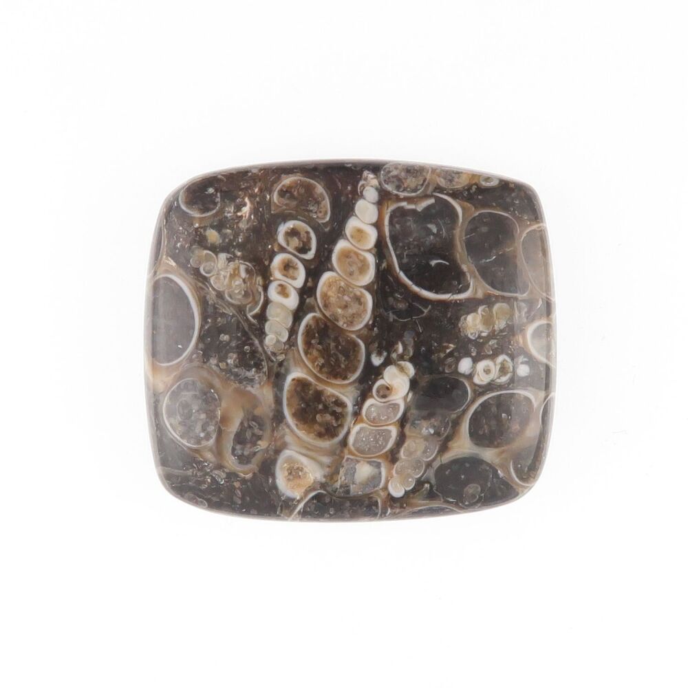 Turritella fossil cabochon - 3932