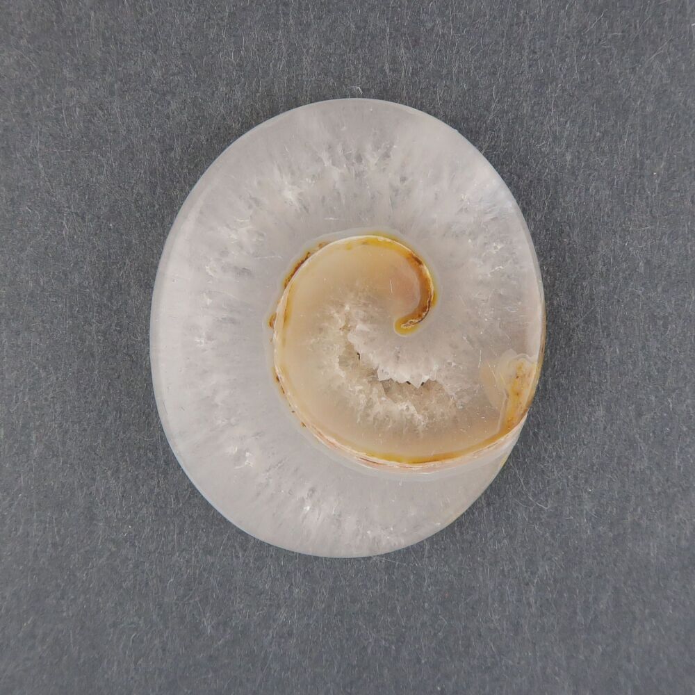 Fossil shell with druzy - 3977