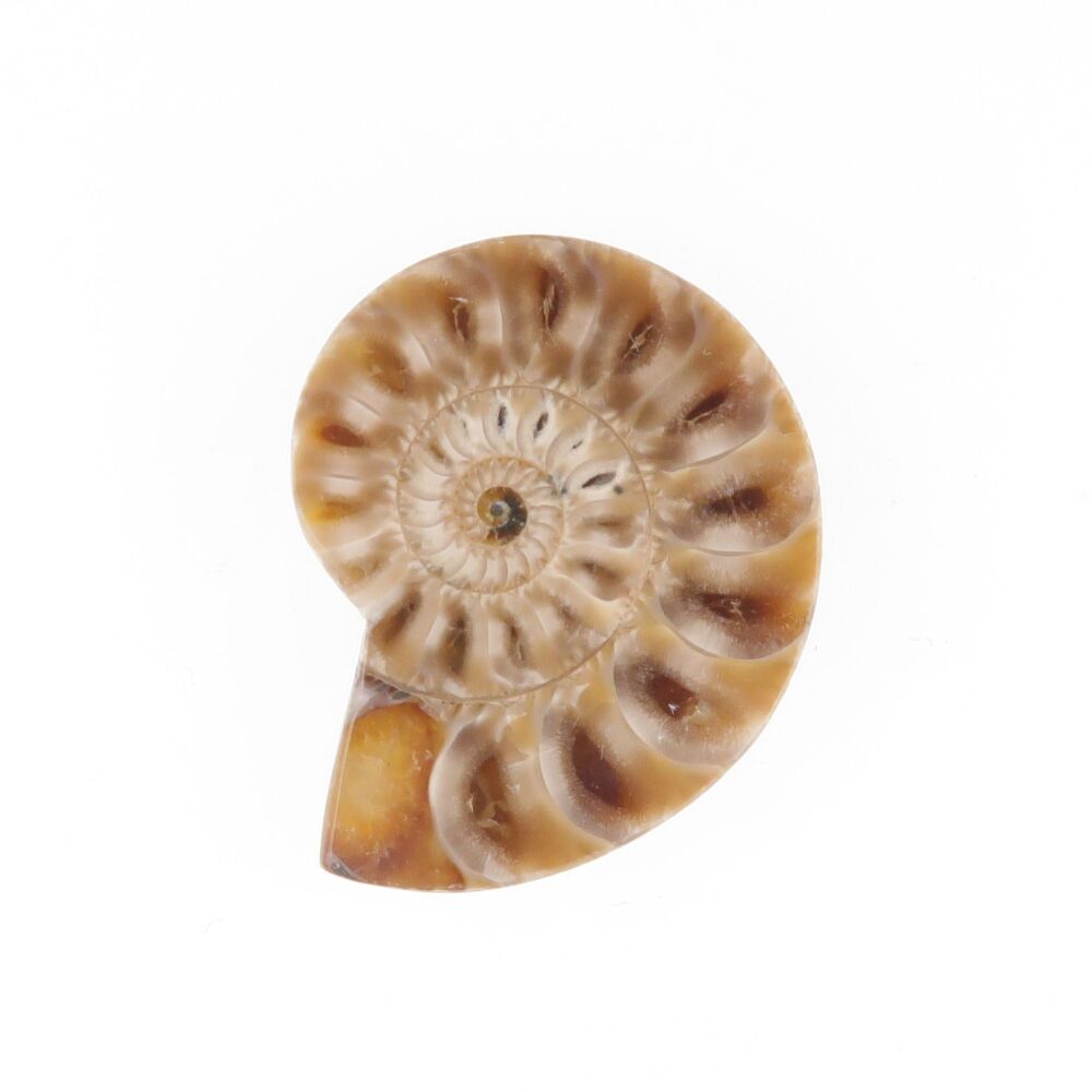 Ammonite - 3971