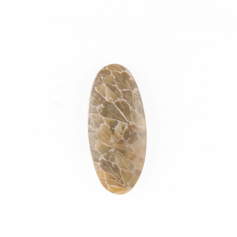 Fossil coral cabochon - 4037