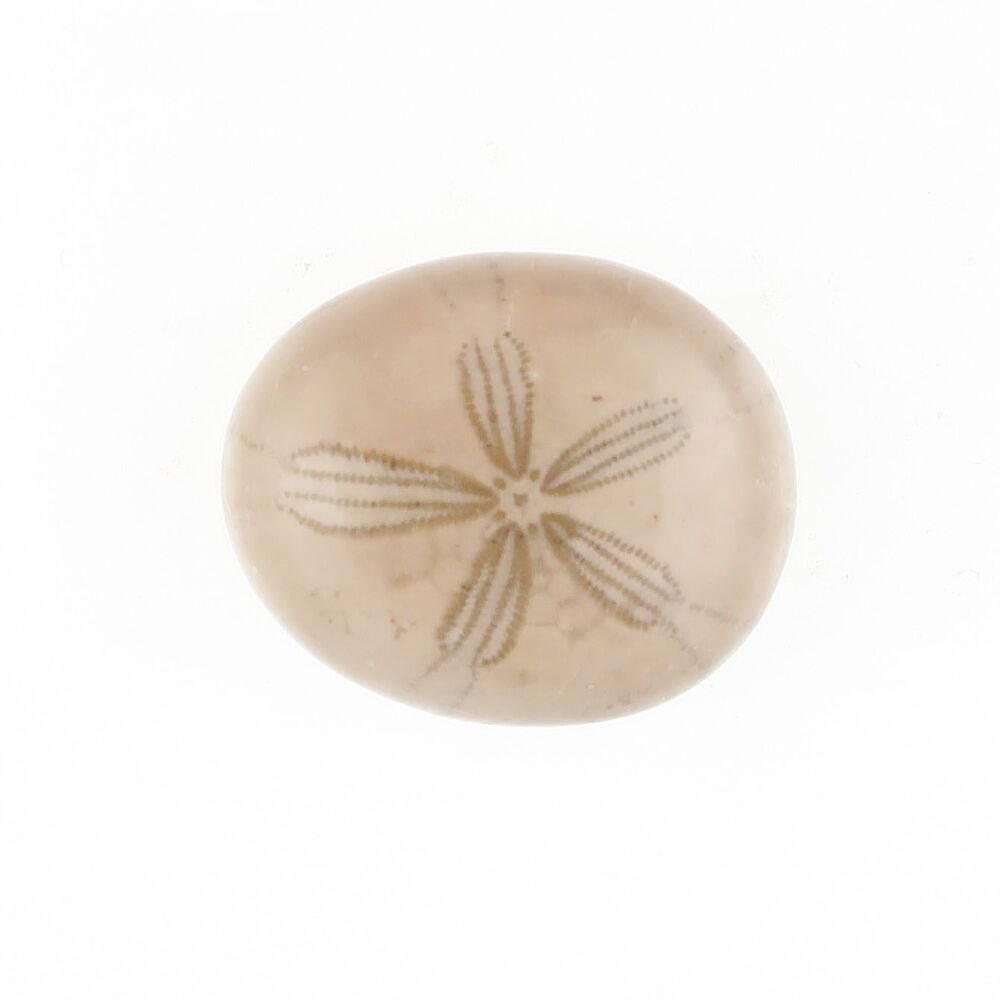 Fossilised sand dollar cabochon - 3795