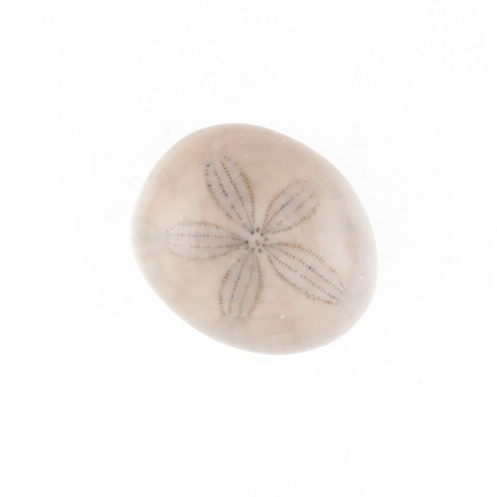 Fossilised sand dollar cabochon - 3796