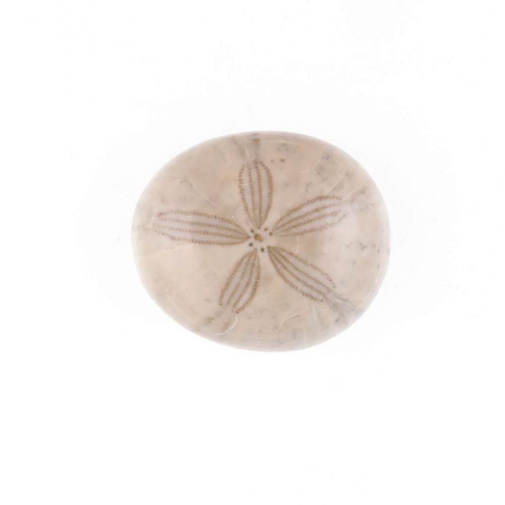 Fossilised sand dollar cabochon - 3797