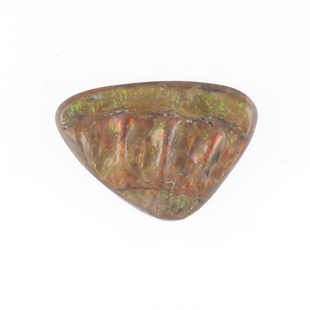 Fossilised ammonite shell doublet from Somerset - 3792