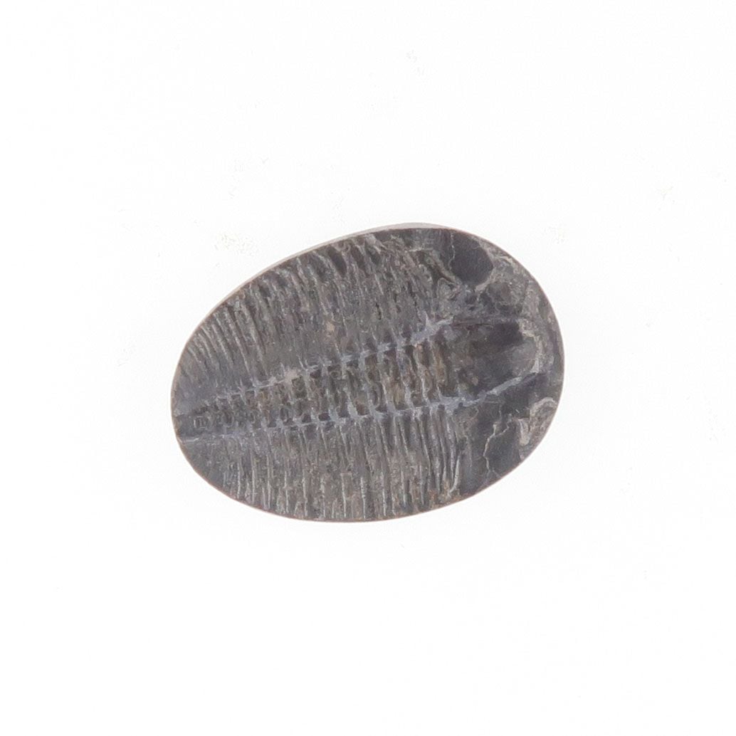 Fossilised Trilobite - 3798