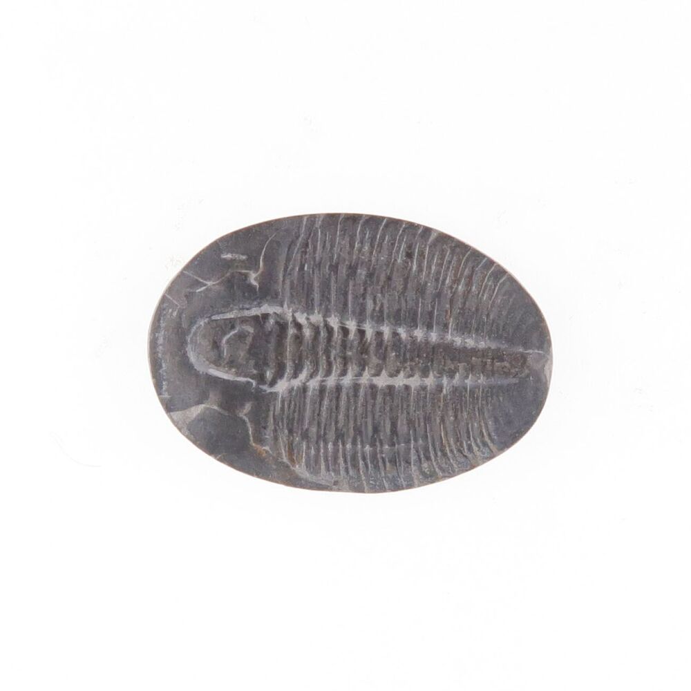 Fossilised Trilobite - 3799