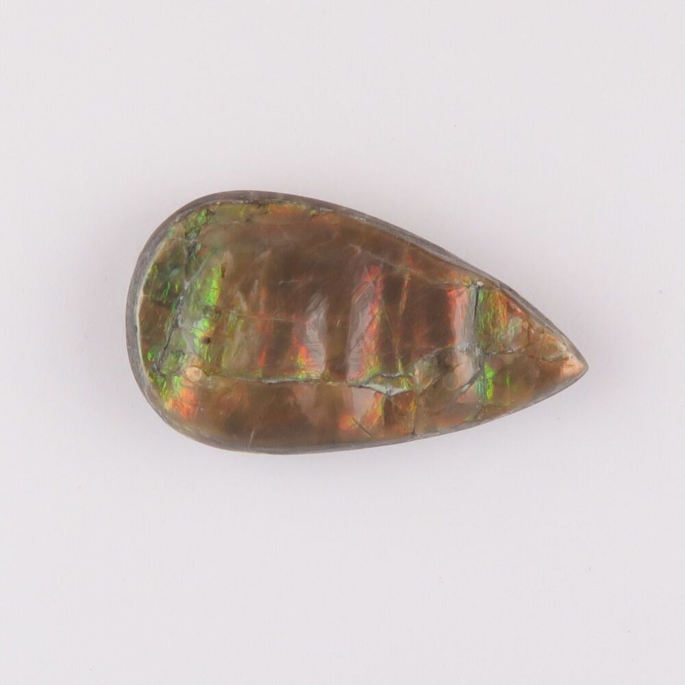 Fossilised ammonite shell doublet from Somerset - 4159