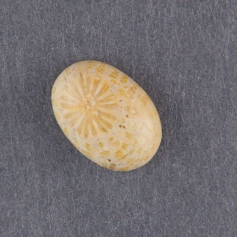 Fossil coral cabochon - 4188
