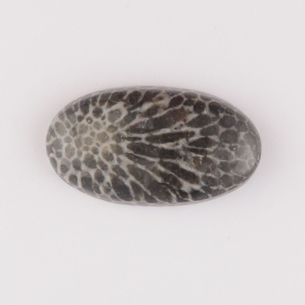 Fossil coral cabochon - 4538