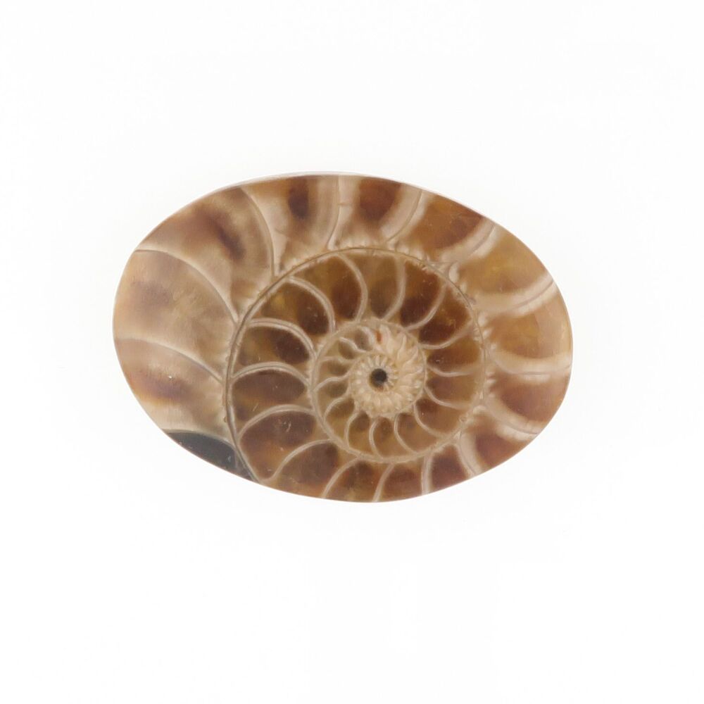 Ammonite - 4474