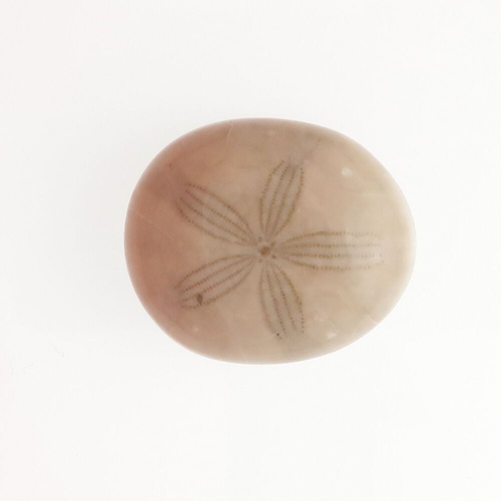 Fossilised sand dollar cabochon - 4513