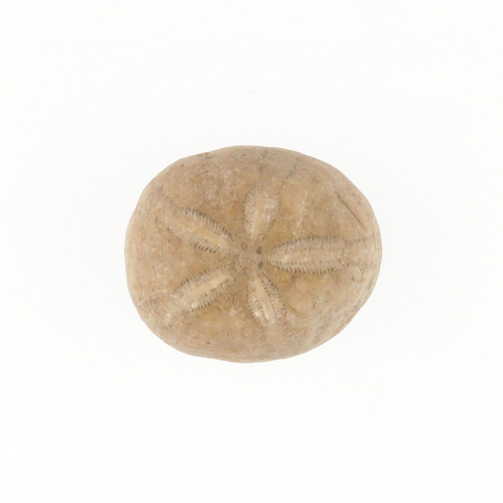 Fossilised sand dollar - 4514