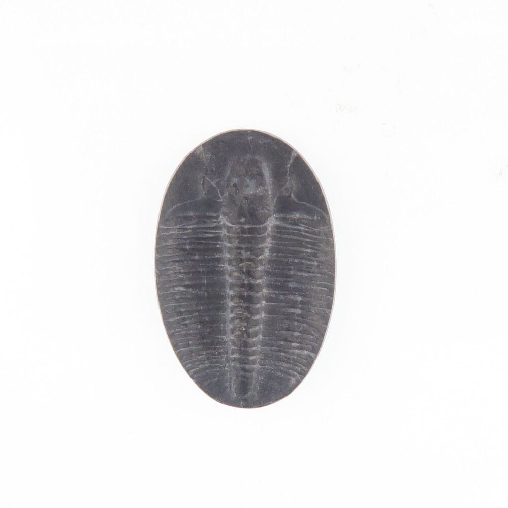 Fossilised Trilobite - 4157