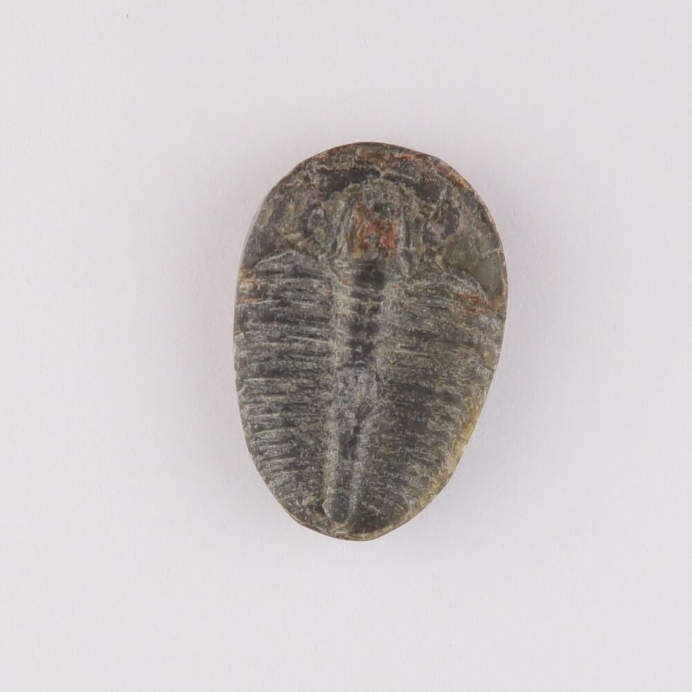 Fossilised Trilobite - 4516