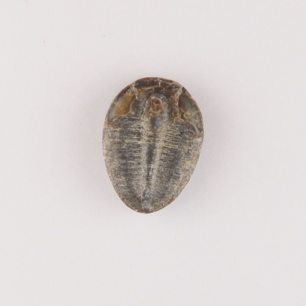 Fossilised Trilobite - 4515