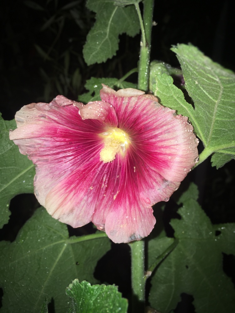 Hollyhock