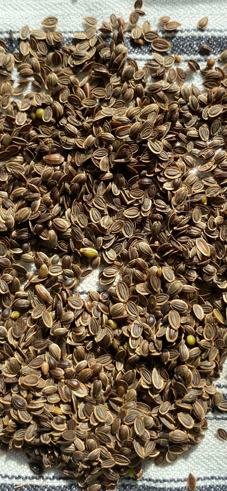 Dill Seeds