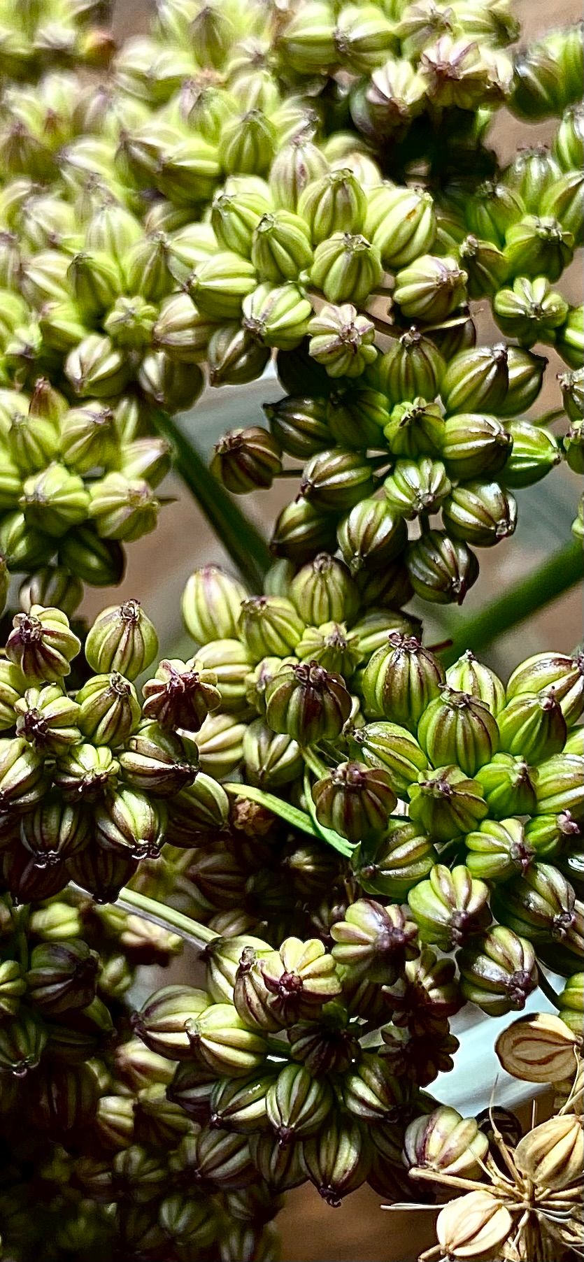 Sweet Cicely Seeds