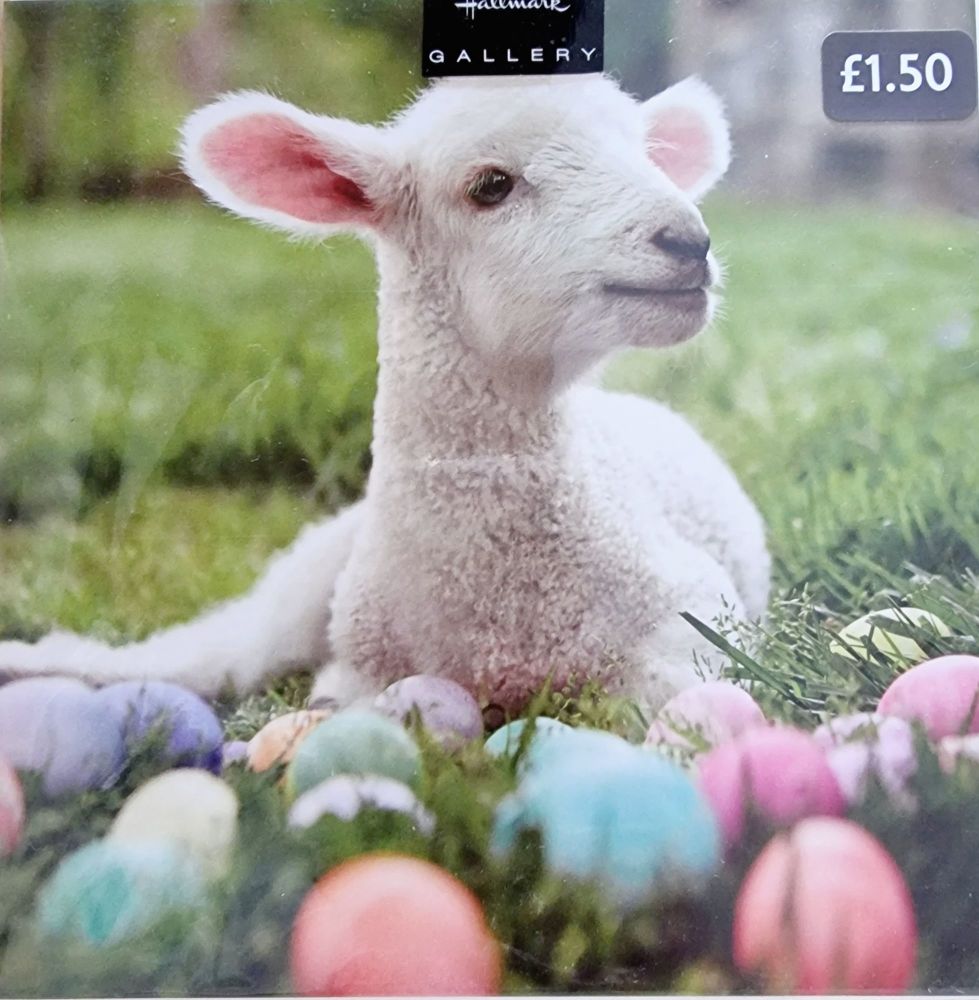 Lamb Easter Card 
