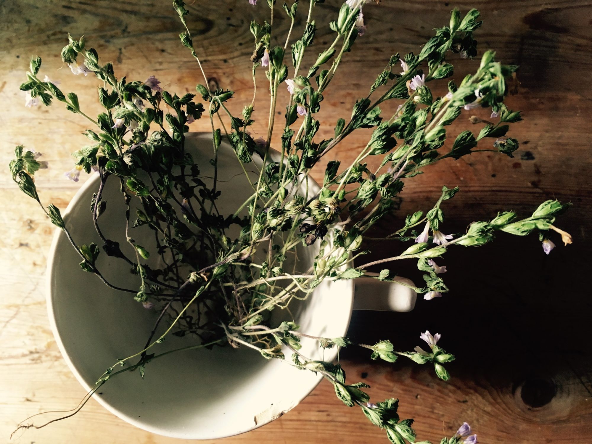 Wild foraged eyebright in Norway