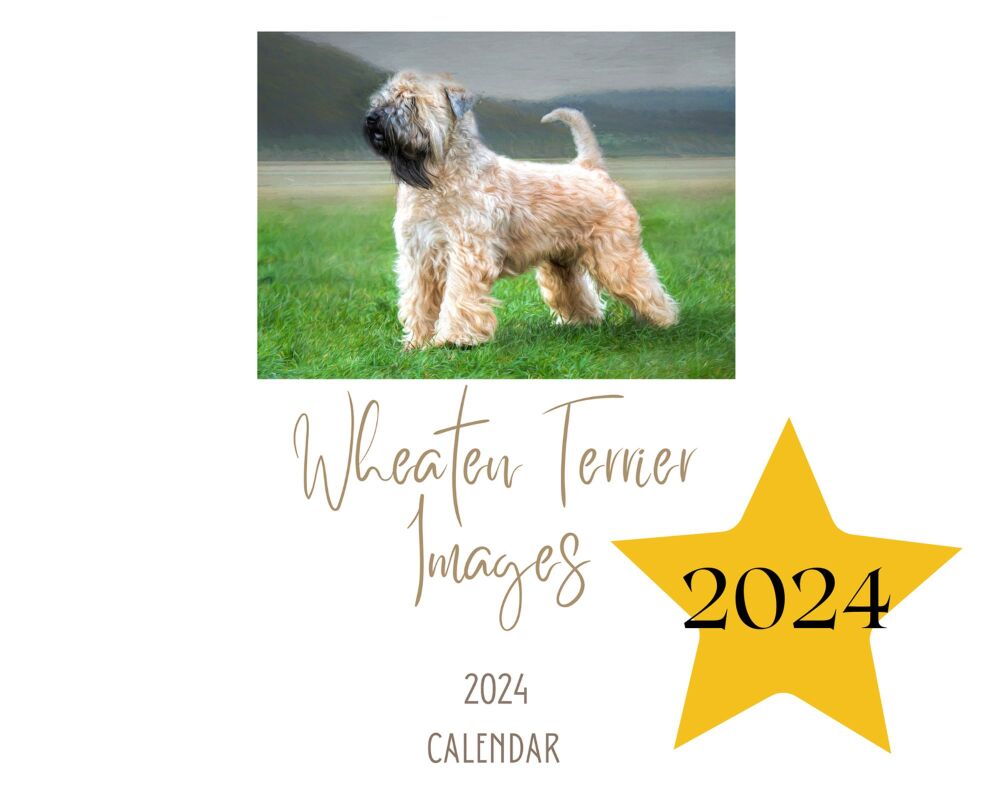 Soft Coated Wheaten Terrier Calendar 2024
