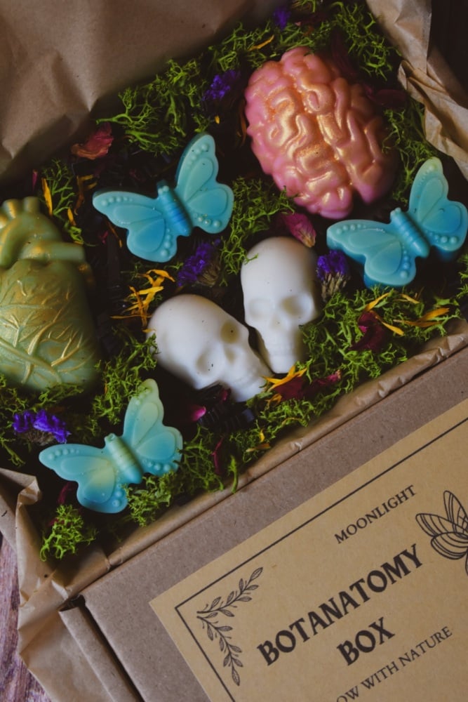 Botanatomy Box