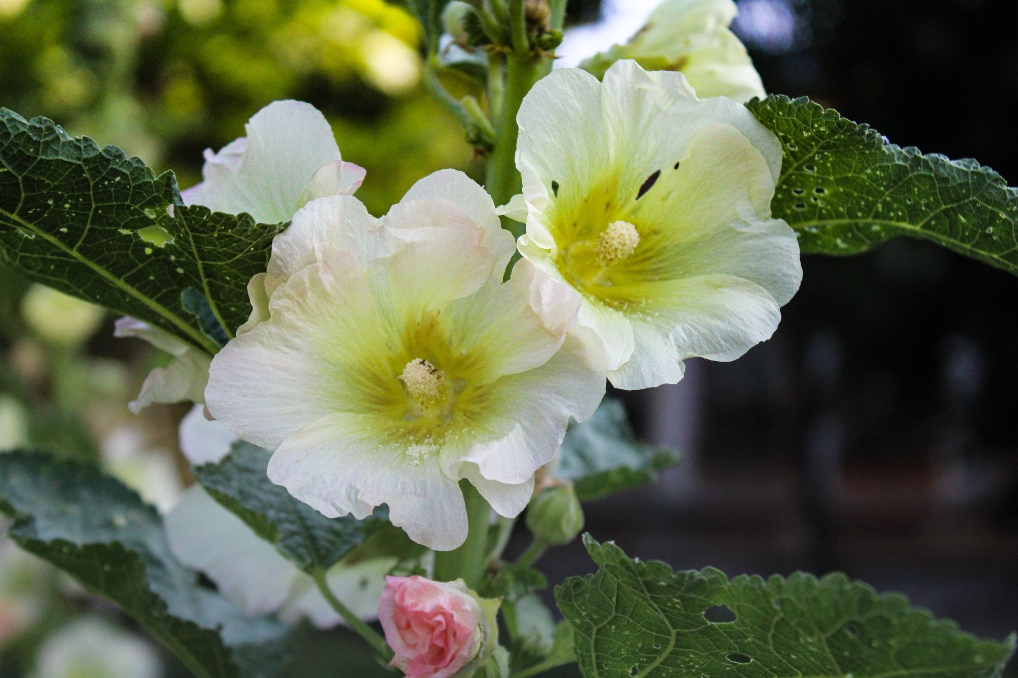 White Mallow Plant