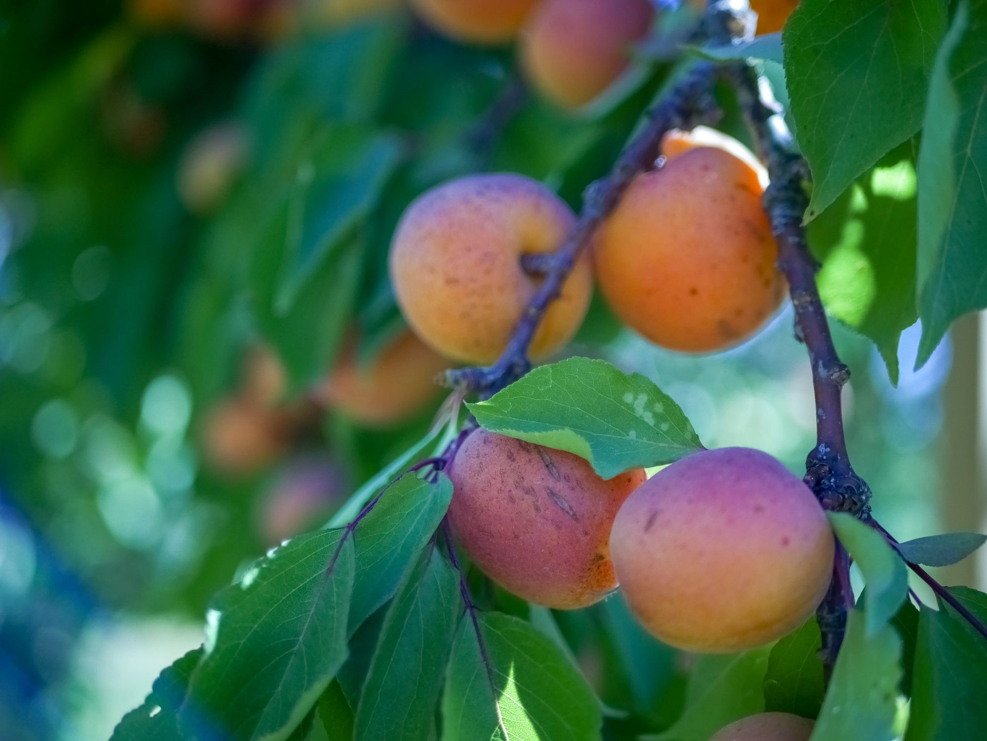 Apricot Kernel Oil