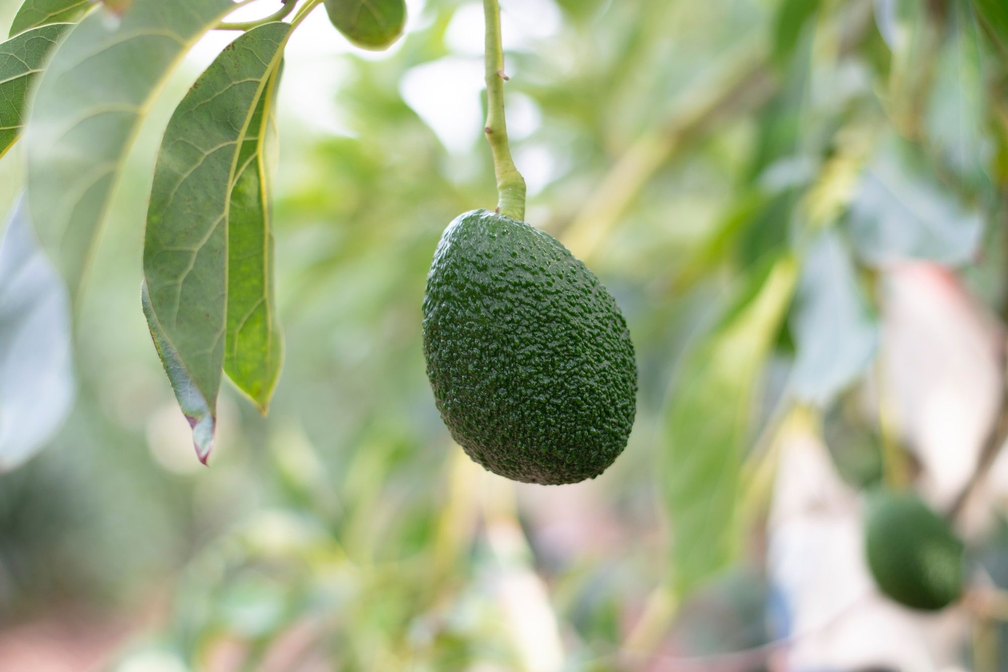 Avocado