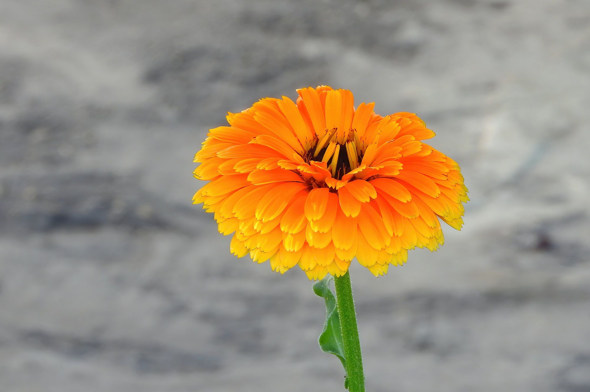 Calendula