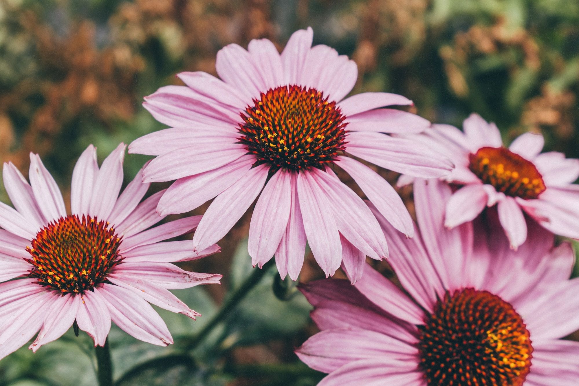 Echinacea