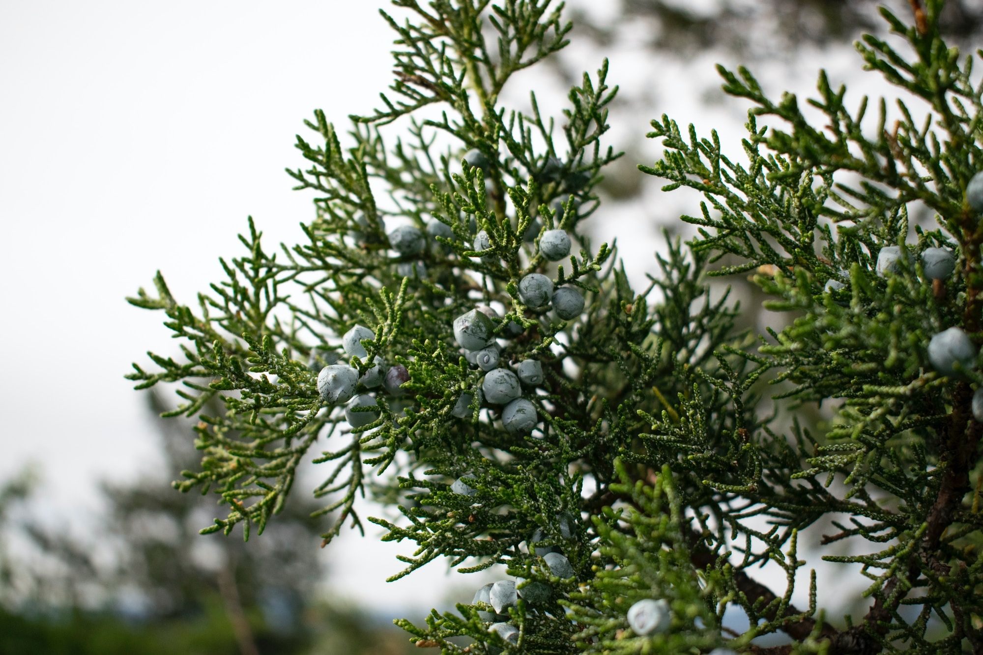 Juniper Berry