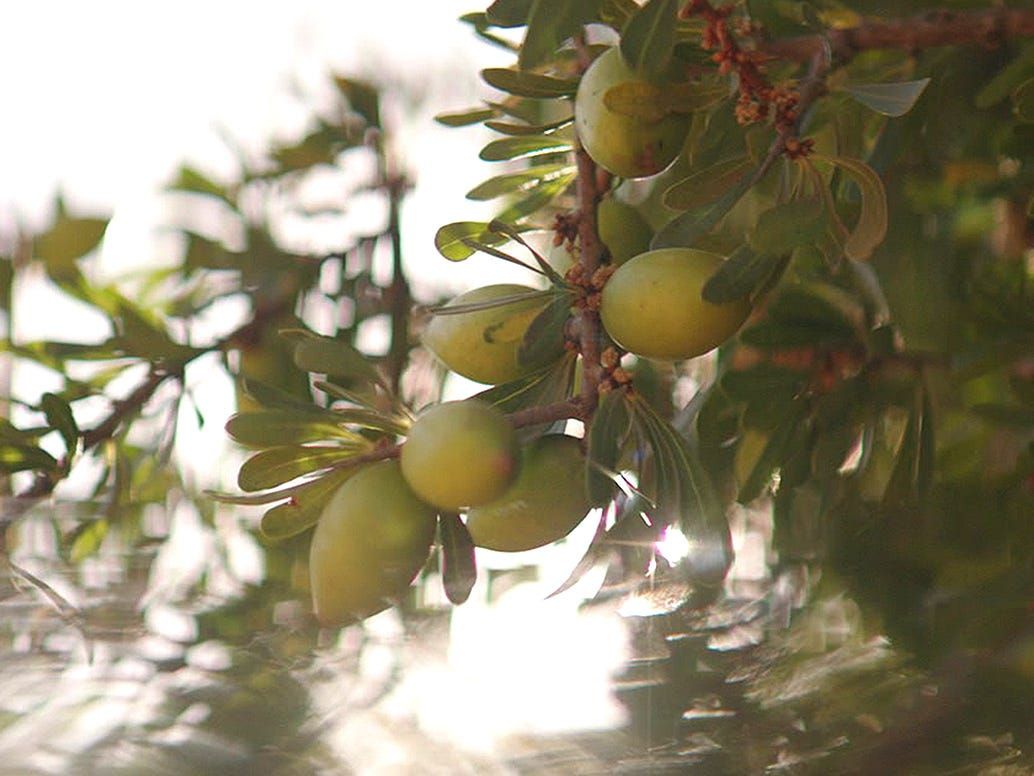 Argan Oil